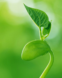 生命的奇迹（纪录片）