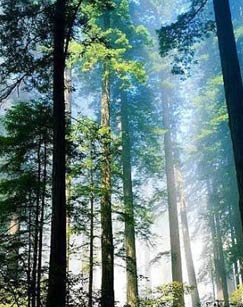 纪录频道神农架