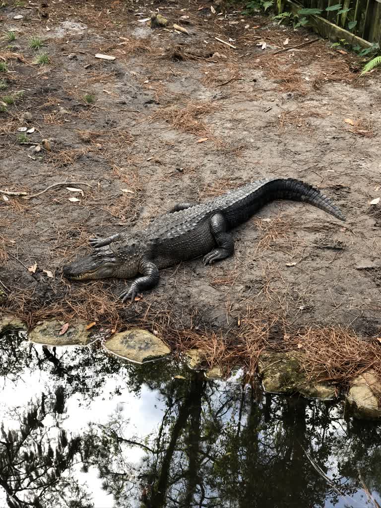 有一只鳄鱼躺在水边的地上