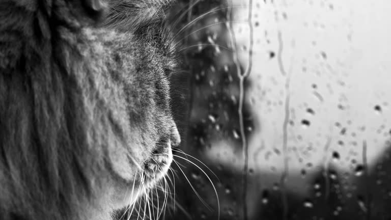 这是一张猫看窗外的黑白照片