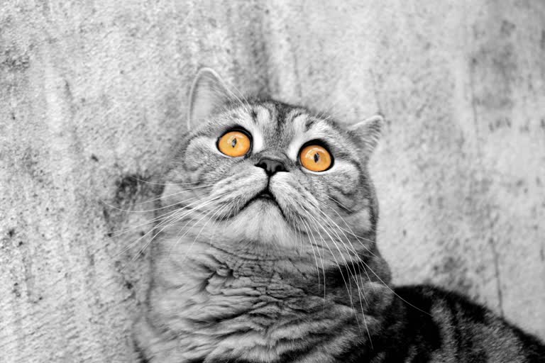 一只橙色眼睛的猫抬头看的黑白照片