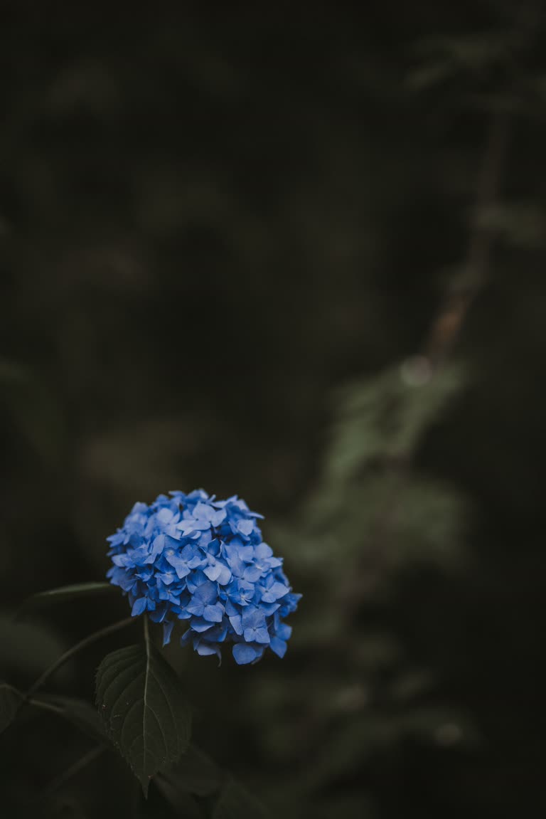 有一朵蓝色的花在灌木丛中间