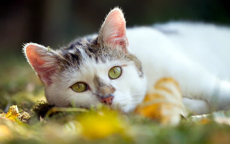 有一只猫正在草丛中趴下