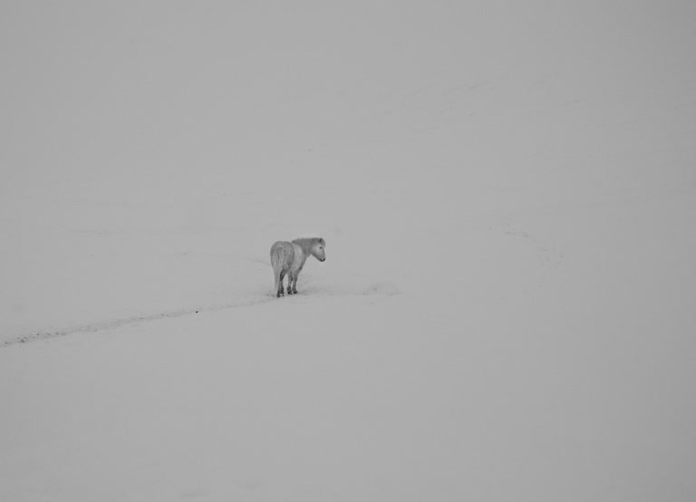有一匹马,独自站在雪地里