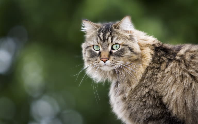 这是一只猫看着相机的图像
