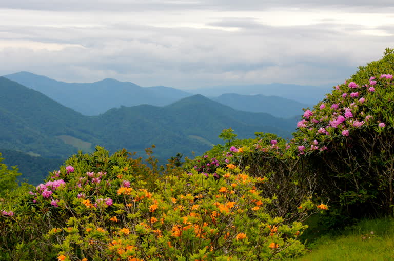 远处的山峦,前景是鲜花