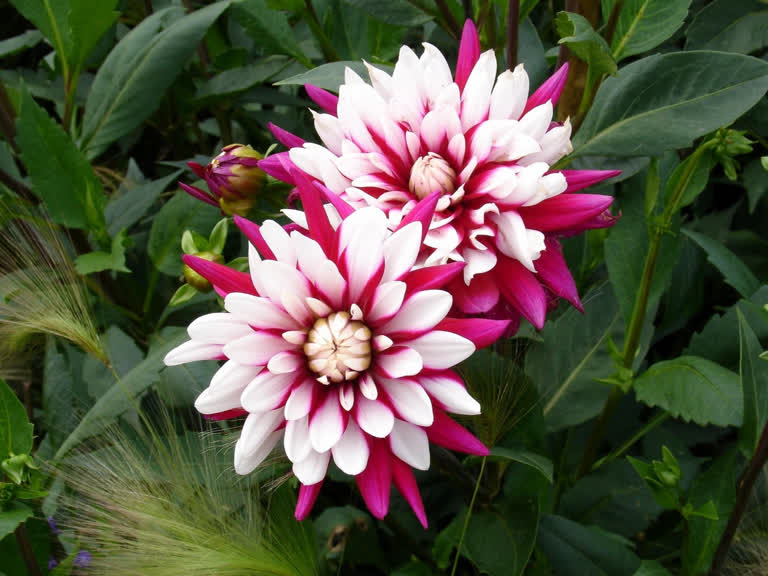 绿叶花园里的紫色和白色花朵
