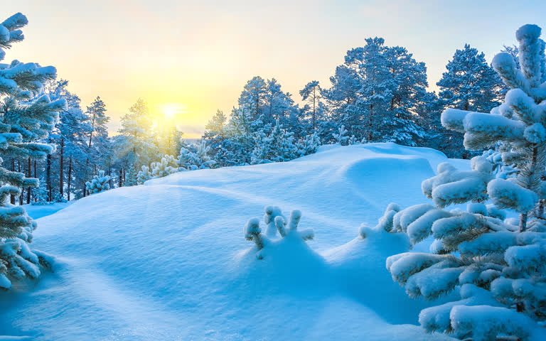 被白雪覆盖的树木,背景是夕阳西下