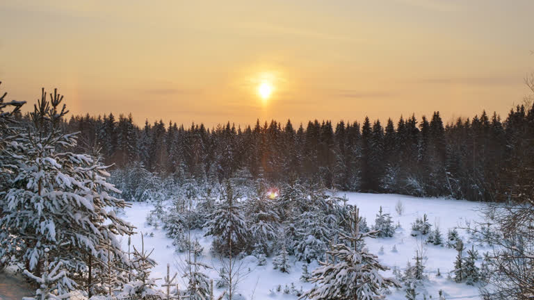 被白雪覆盖的树木,背景是夕阳西下